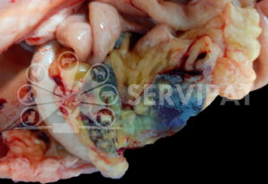 peritonitis-infecciosa-felina